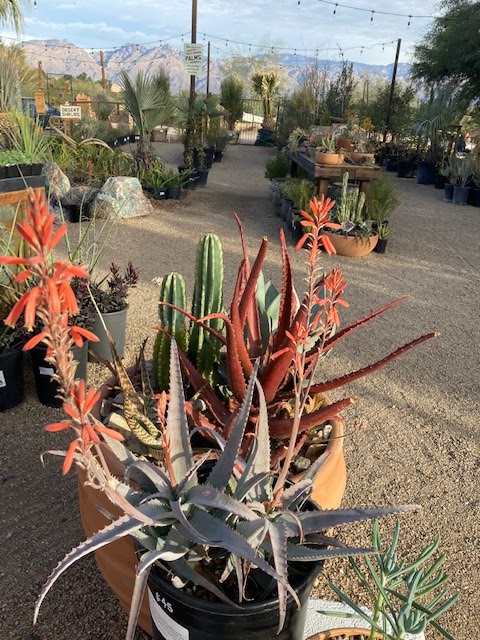 Rozet Landscape Design & Rozet Nursery project